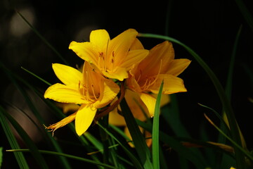 Fototapeta premium yellow flower in the garden