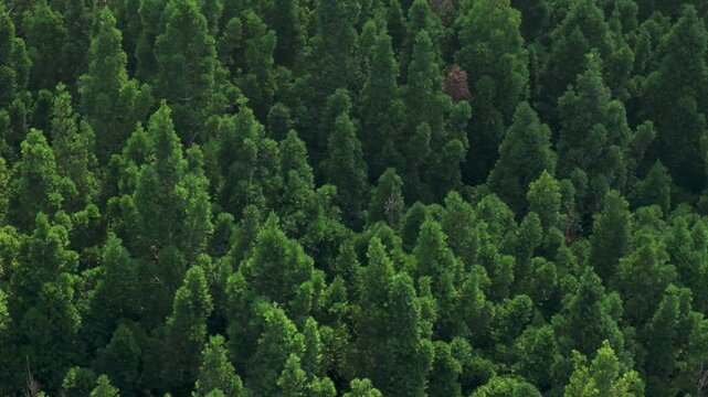 Aerial view of a dense green pine forest canopy with vibrant foliage under bright sunlight in Sukabumi, West Java, Indonesia.