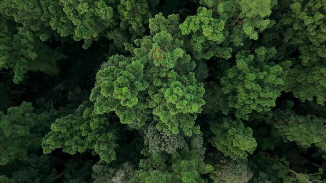 Aerial view of dense green tree canopies in a lush tropical forest with vibrant foliage and deep shadows in Sukabumi, West Java, Indonesia.