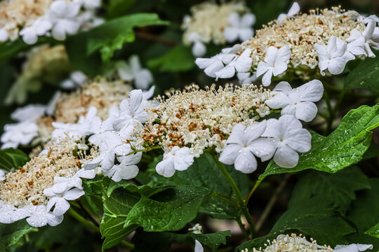 Delicate white snowball bush flowers glistening with fresh water droplets after rain