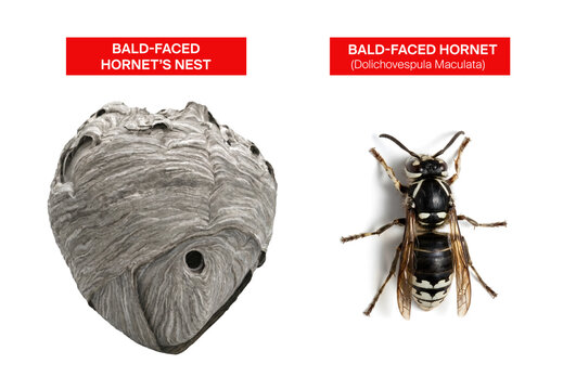 Bald-faced hornet and its nest.