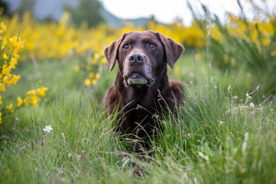 Labrador chocolat assis dans une prairie fleurie en pleine nature