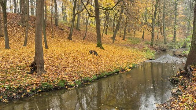 Autumn landscape featuring a canal running through a public park. Suitable for themes of urban greenery, public spaces, recreation and environmental quality.