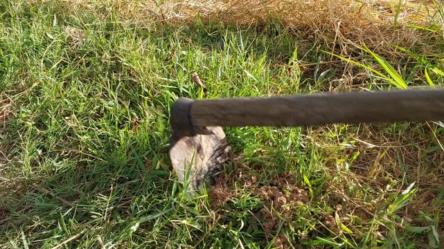 Authentic rural farming scene of manual weed removal using a hoe for soil preparation.