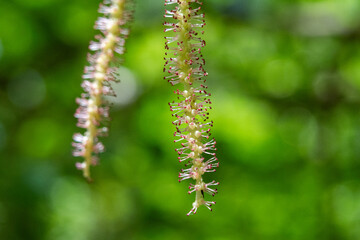 Fototapeta premium Close up of catkin hanging from willow branch in spring, featuring soft green bokeh background, evoking serene and peaceful feelings during fresh seasonal growth