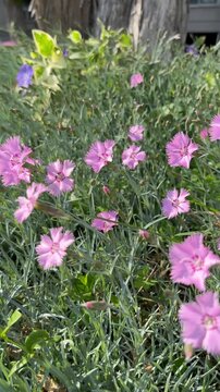 Slider shot of Dianthus plumarius in the gentle breeze