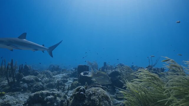 Reef shark cruising through bright open water with Hog fish and tropical reef fish below