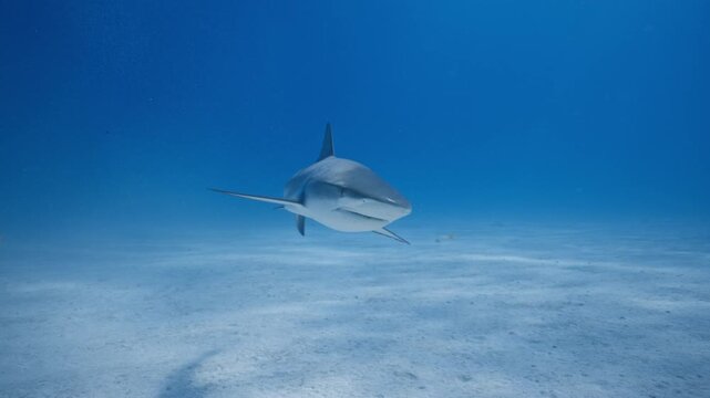 Caribbean reef shark cruising toward camera over a sandy ocean floor