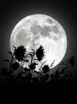Sunflower ひまわり 284 Monochrome Full Moon with Silhouette of Sunflowers and Grass in the Night Sky（夜空に浮かぶ満月とひまわり、草のモノクロシルエット）