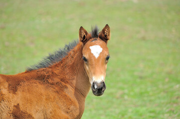 Fototapeta premium 馬の顔