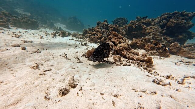 Broadclub cuttlefish hovering over the white sandy bottom in shallow water of Iriomote