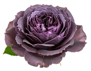 Obraz premium Isolated English Rose Bloom on White Background – Dusky Mauve