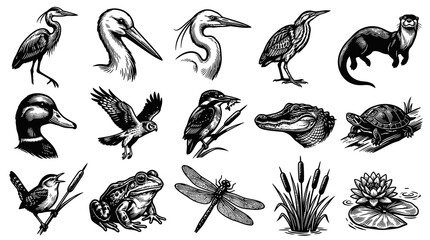 Obraz premium Detailed Black White Engraving Style Wetland Ecosystem Wildlife Nature Vector Illustrations