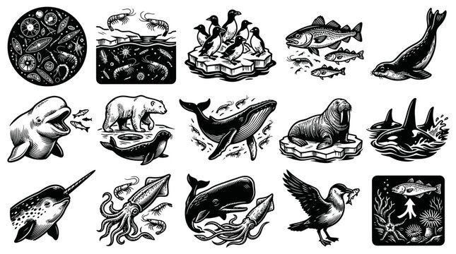 Black  White Engraved Arctic  Marine Life Vector Set: Polar Animals, Whales, Seals, Ecosystem Illustrations