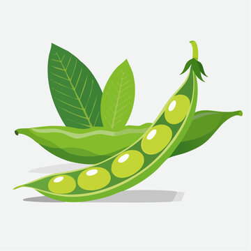 ふっくらとした枝豆のベクターイラスト