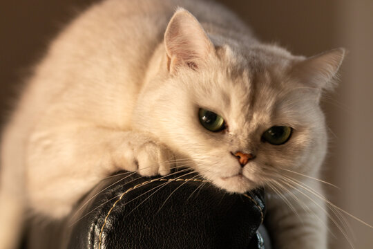 portrait of a white cat 