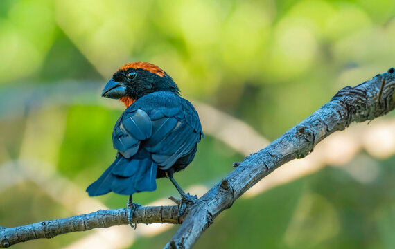 Endemic Beauty: Puerto Rican Bullfinch or Come&ntilde;ame