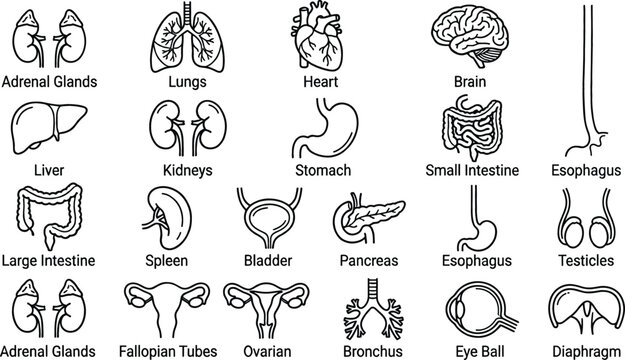Human internal organs medical line icon set with labels isolated on white background for anatomy education healthcare biology vectors