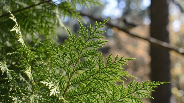 Close-up of vibrant green cedar tree foliage with soft blurred background in natural woodland setting during daytime