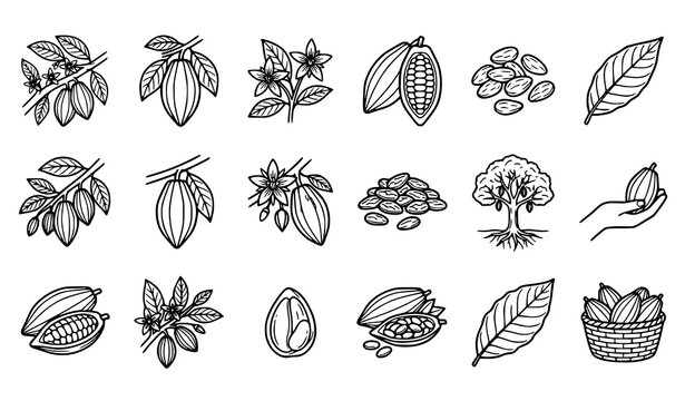 Cacao Pod Bean and Chocolate Plant Botanical Illustration Collection