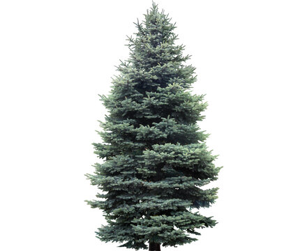 A majestic blue spruce tree stands tall with its branches reaching towards the sky