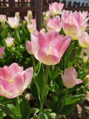 Fototapeta premium Tulipa gesneriana (garden tulip, Didier's tulip) with soft pink and white petals blooming in a garden bed, framed by green leaves and a rustic wooden lattice fence in spring sunlight.