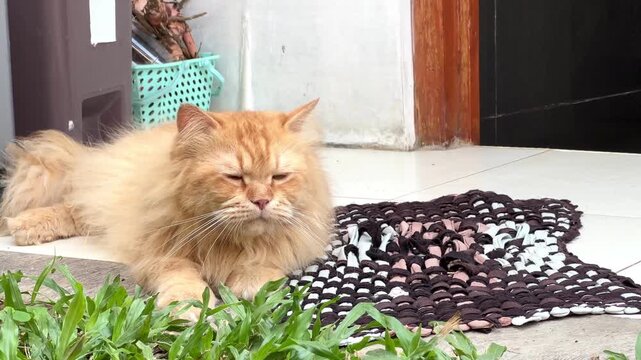 Adorable fluffy ginger Persian cat resting peacefully on a house porch in the soft morning daylight, golden fur and long whiskers on a tiled floor with green grass background