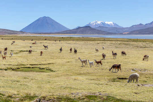 Herd of domestic alpacas grazing in the Altiplano of Salinas and Aguada Blanca National Reserve, Arequipa, Peru