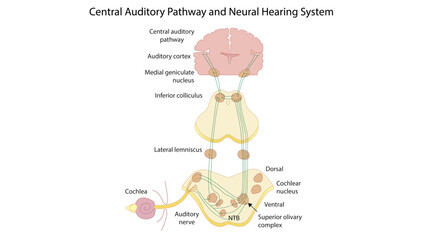 Central Auditory Pathway and Neural Hearing System the central auditory pathway from the cochlea to the auditory cortex through major brainstem and thalamic relay nuclei. © RAJ