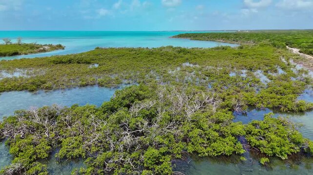 Aerial view of lush green mangroves and shallow turquoise water along the tropical coastline in William's Town, Exuma, The Bahamas.