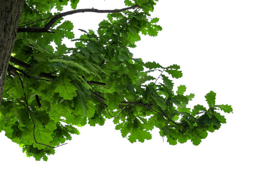 Photograph of a green oak branch with leaves and acorns