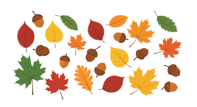 Variety of colorful autumn leaves and brown acorns are scattered across a white background to represent the changing seasons in nature.