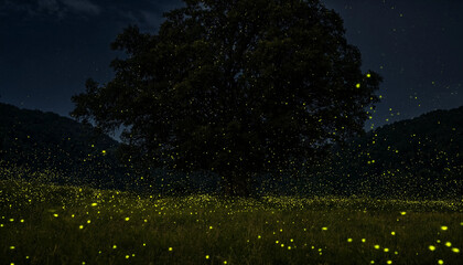 Large lone tree in a dark meadow at night surrounded by thousands of glowing fireflies creating a magical atmosphere in the summer darkness © abdur samad