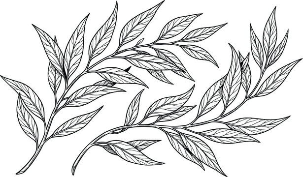 Hand drawn botanical leafy branches silhouette vector illustration isolated on white background for wedding invitation design element