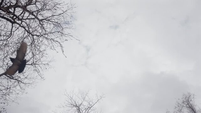 Low angle view of pigeons flying across cloudy sky above leafless trees in winter.