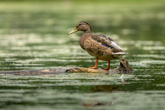 View of a mallard duck standing on a floating log in a pond at Skaryszewski Park with green reflections in the water in Warsaw, Mazovian Voivodeship, Poland.
