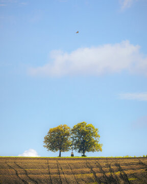 View of two green trees and a small wayside shrine on a plowed field under a blue sky with a bird in flight in Kunkovice, Zlin Region, Czechia.