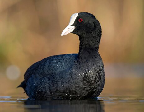 A water bird, with dark plumage and white facial markings, floats on the calm surface of a water body. The bird gazes towards the right