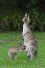 Obraz premium Eastern Grey Kangaroo Joey Nursing from Mother in Australian Grassland