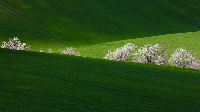 View of rolling green hills and blooming white trees with shadows across the agricultural landscape in Sardice, South Moravian Region, Czechia.