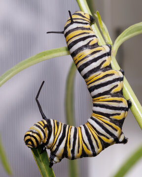 A Monarch caterpillar on a milkweed plant.