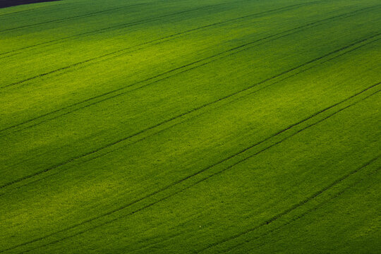 View of vibrant green agricultural fields with parallel tractor tracks under soft sunlight in Sardice, South Moravian Region, Czechia.