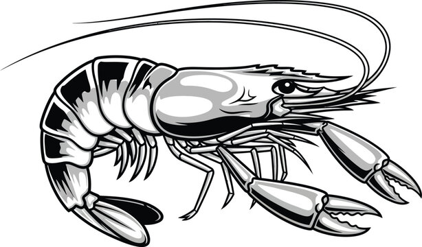 Vector illustration of a large clawed prawn or crayfish sideways  seafood animal