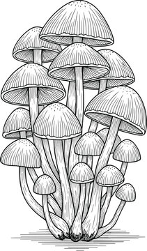 Vintage Mushroom Cluster Engraving Style Illustration with Wild Forest Fungi, Toadstools Bunch, and Autumn Woodland Botanical Sketch Vector