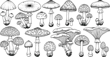 Vintage Mushroom Engraving Style Illustration Set with Forest Fungi, Amanita Toadstools, Chanterelles, and Autumn Woodland Botanical Sketch Vectors © Sohel
