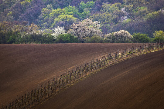 View of rolling hills with a plowed vineyard and blooming trees in the background Cejkovice, South Moravian Region, Czechia.