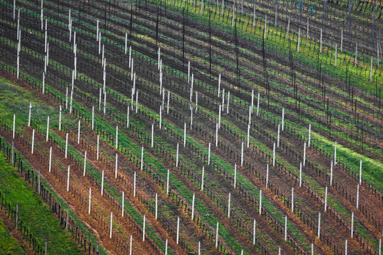 View of diagonal rows of a vineyard with wooden posts and green grass in Cejkovice, South Moravian Region, Czechia.