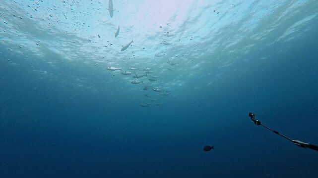 Slow motion video of dogtooth tuna schooling under the sea surface in a strong current