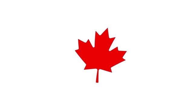 Animated Canadian maple leaf swaying gently in the wind on chroma key green screen background, 4k loopable motion graphic of Canada national symbol.