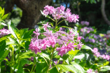 Fototapeta premium Full Frame Texture of Pink and Purple Hydrangea Flower Bed